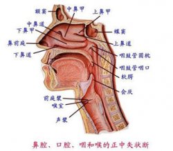 过敏性鼻炎会引起鼻甲肥大吗？如何治疗呢？