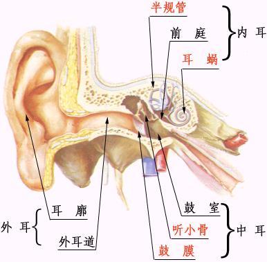 外耳道感染是什么原因引起的？