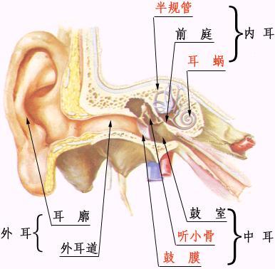 外耳道骨瘤你听过吗，民生医师为您讲述