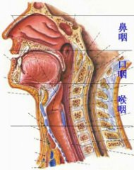 郑州民生医师带你从根源了解咽喉炎