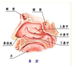 【中医讲解】治疗鼻窦炎的穴位都有哪些？