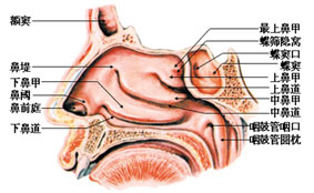 医师剖析：鼻子为什么会经常不通气？