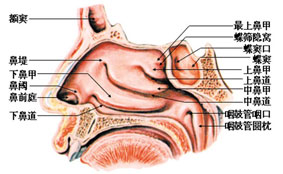 鼻窦炎有什么病因?