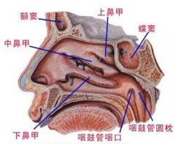 鼻炎有哪些恼人的症状