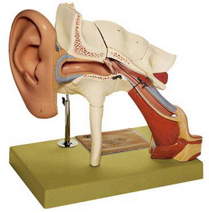 外耳道炎有哪些症状？