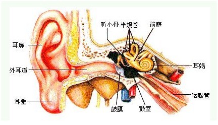 外耳道炎会出现哪些症状?