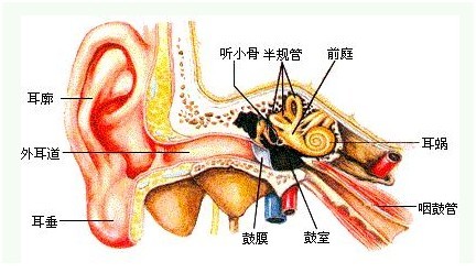 外耳道炎病因解析