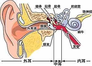郑州外耳道炎的病因都有哪些?