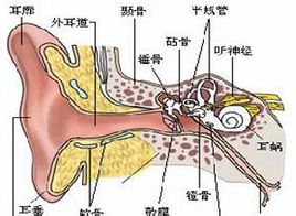 外耳道为何会堵塞？怎么办好？